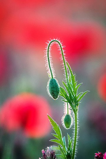 Home pngtree close up of poppy bud poppy view grass photo image 31649374